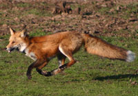 Radio-collared fox running