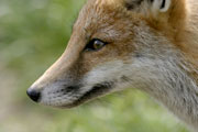 Close up of a fox