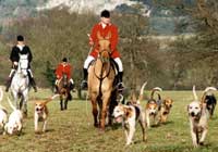 Three hunt staff on horseback and many hounds