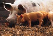 A sow and its piglet