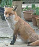 Fox sitting in a garden