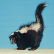Raccoon standing on a tree trunk