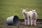 Two lambs in a field